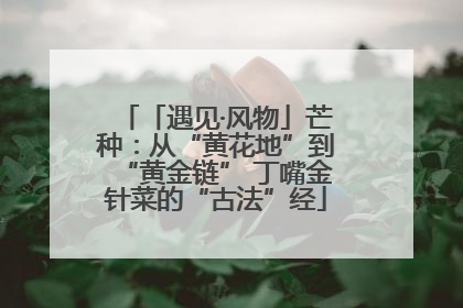 「遇见·风物」芒种：从“黄花地”到“黄金链” 丁嘴金针菜的“古法”经