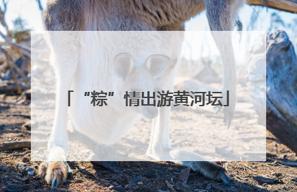 “粽”情出游黄河坛