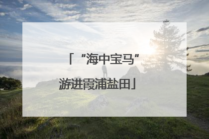 “海中宝马”游进霞浦盐田