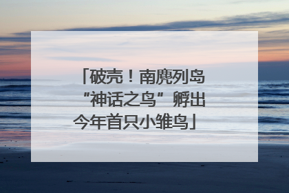 破壳！南麂列岛“神话之鸟”孵出今年首只小雏鸟