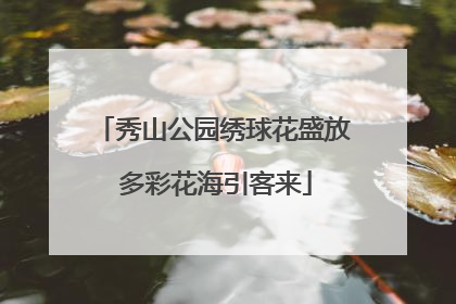 秀山公园绣球花盛放 多彩花海引客来