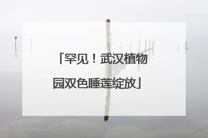 罕见！武汉植物园双色睡莲绽放
