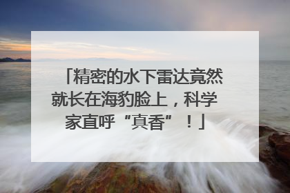 精密的水下雷达竟然就长在海豹脸上，科学家直呼“真香”！
