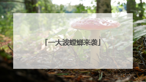 一大波螳螂来袭