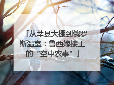 从莘县大棚到俄罗斯温室：鲁西嫁接工的“空中农事”