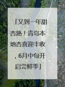 又到一年甜杏熟！青岛本地杏喜迎丰收，6月中旬开启尝鲜季