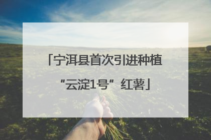 宁洱县首次引进种植“云淀1号”红薯
