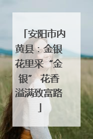 安阳市内黄县：金银花里采“金银” 花香溢满致富路