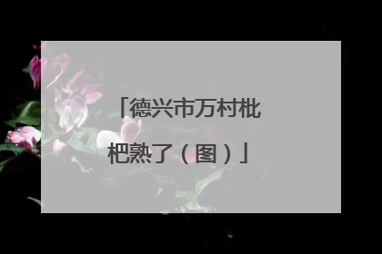 德兴市万村枇杷熟了（图）