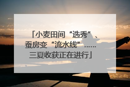 小麦田间“选秀”、蚕房变“流水线”……三夏收获正在进行