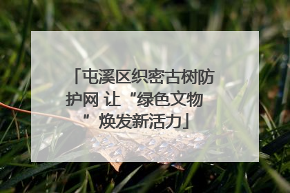 屯溪区织密古树防护网 让“绿色文物”焕发新活力