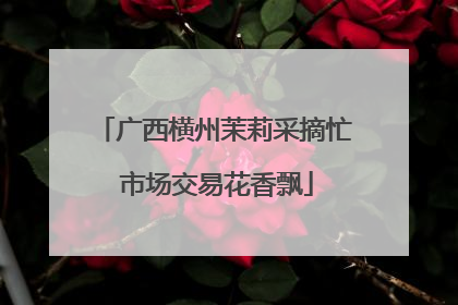 广西横州茉莉采摘忙 市场交易花香飘
