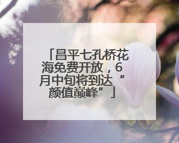 昌平七孔桥花海免费开放，6月中旬将到达“颜值巅峰”