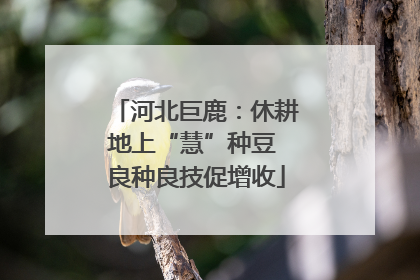 河北巨鹿：休耕地上“慧”种豆 良种良技促增收