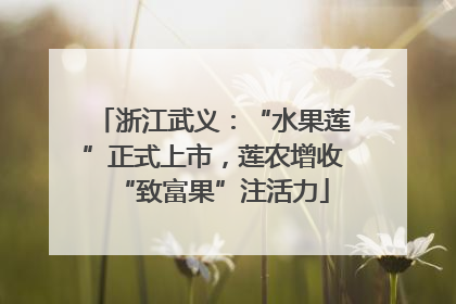 浙江武义：“水果莲”正式上市，莲农增收“致富果”注活力