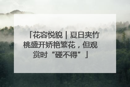 花容悦貌｜夏日夹竹桃盛开娇艳繁花，但观赏时“碰不得”