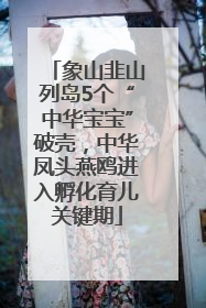 象山韭山列岛5个“中华宝宝”破壳，中华凤头燕鸥进入孵化育儿关键期