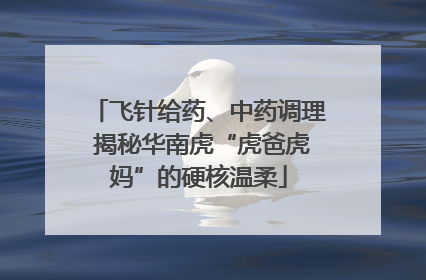 飞针给药、中药调理 揭秘华南虎“虎爸虎妈”的硬核温柔