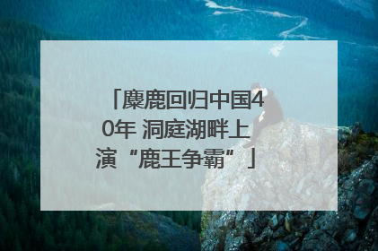 麋鹿回归中国40年 洞庭湖畔上演“鹿王争霸”