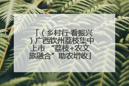 （乡村行·看振兴）广西钦州荔枝集中上市 “荔枝+农文旅融合”助农增收