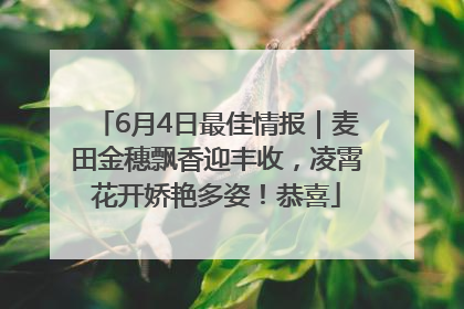 6月4日最佳情报｜麦田金穗飘香迎丰收，凌霄花开娇艳多姿！恭喜